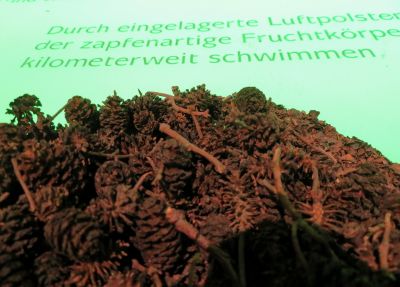 Aussstellungsstücke: Zapfen und ihre Schwimmeigenschaften