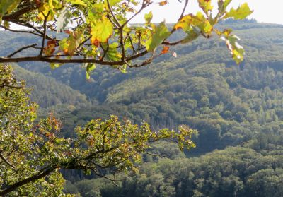 Baumbestandene Hügel, im Vordergrund ein Eichenast